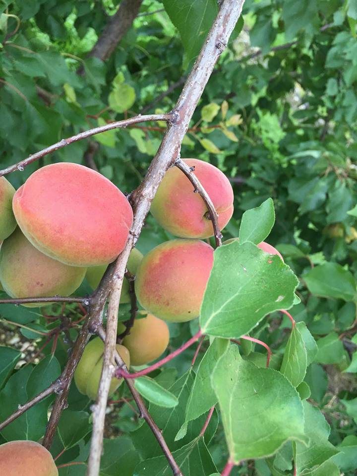 Frutta