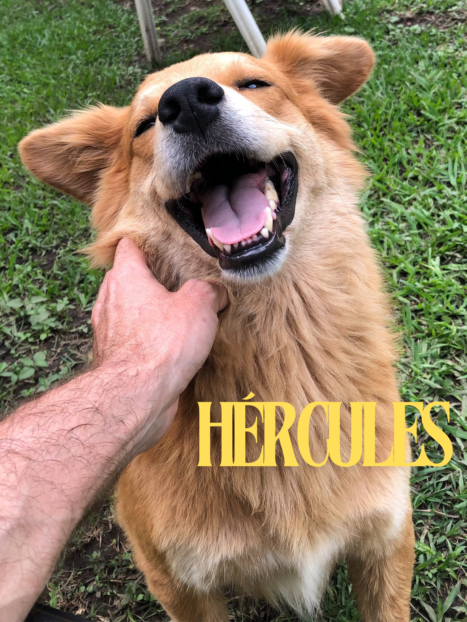 Hércules