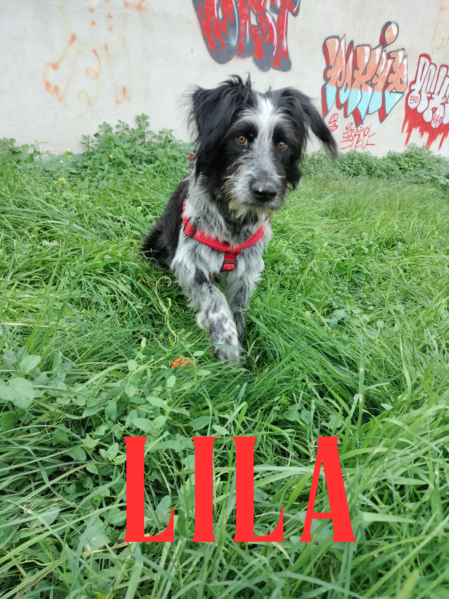 Lila Gestió emocional