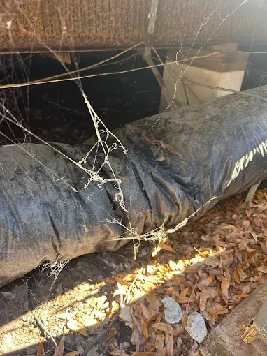 Black drainage pipe under a building, tangled with vines and dry leaves on the ground