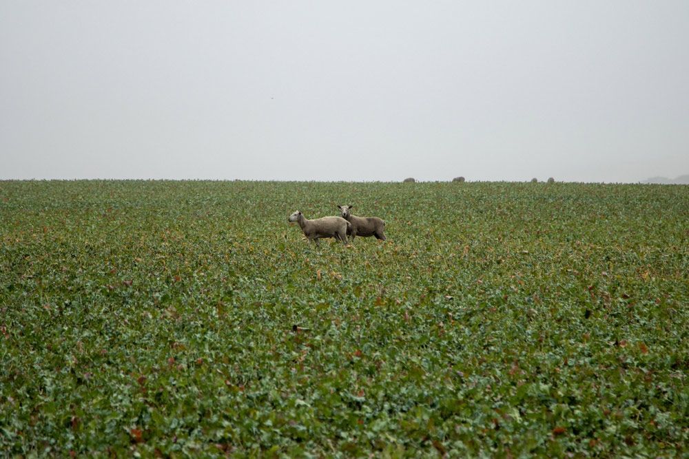 Two Deer Are Standing in a Field of Green Plants — Ocean Grove Removals In Warrnambool, VIC