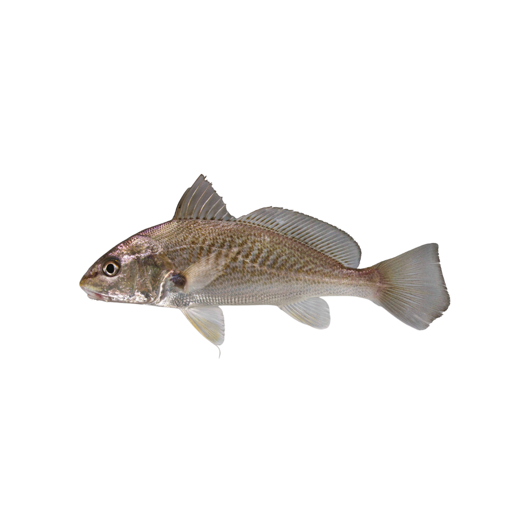 Kasoa Tropical Food Market Edmonton Flour