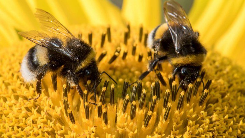 Bee Hive Treatment & Removals