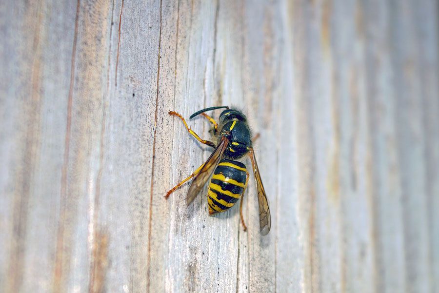 Wasp Nest Removal & Treatments Burton Wasp Nest Removal & Treatments Burton