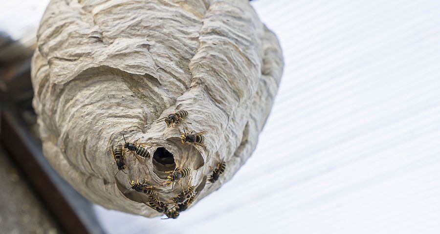 wasp nest in Nottingham home