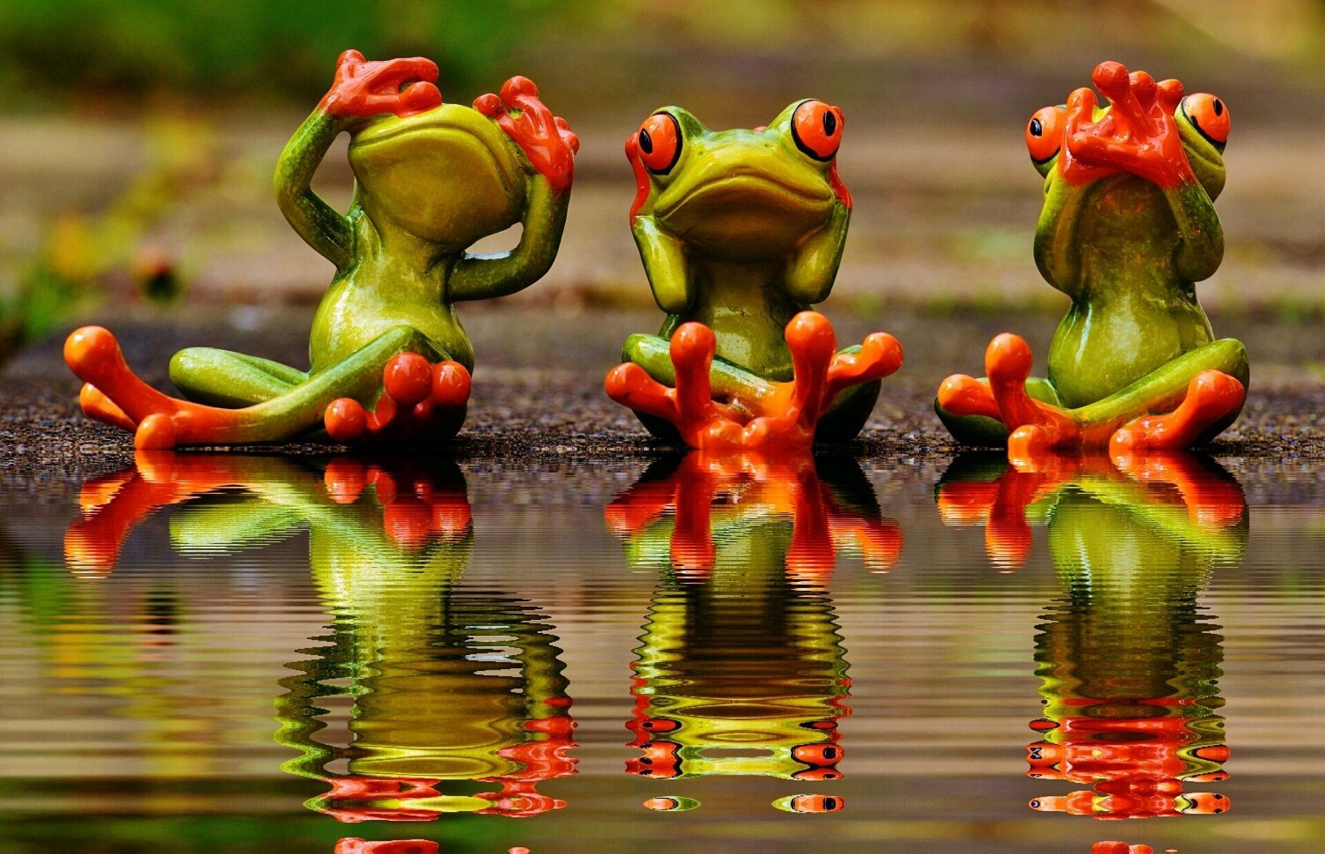 Drie roodogige kikkers zitten op een boomstam, weerspiegeld in het stille water.