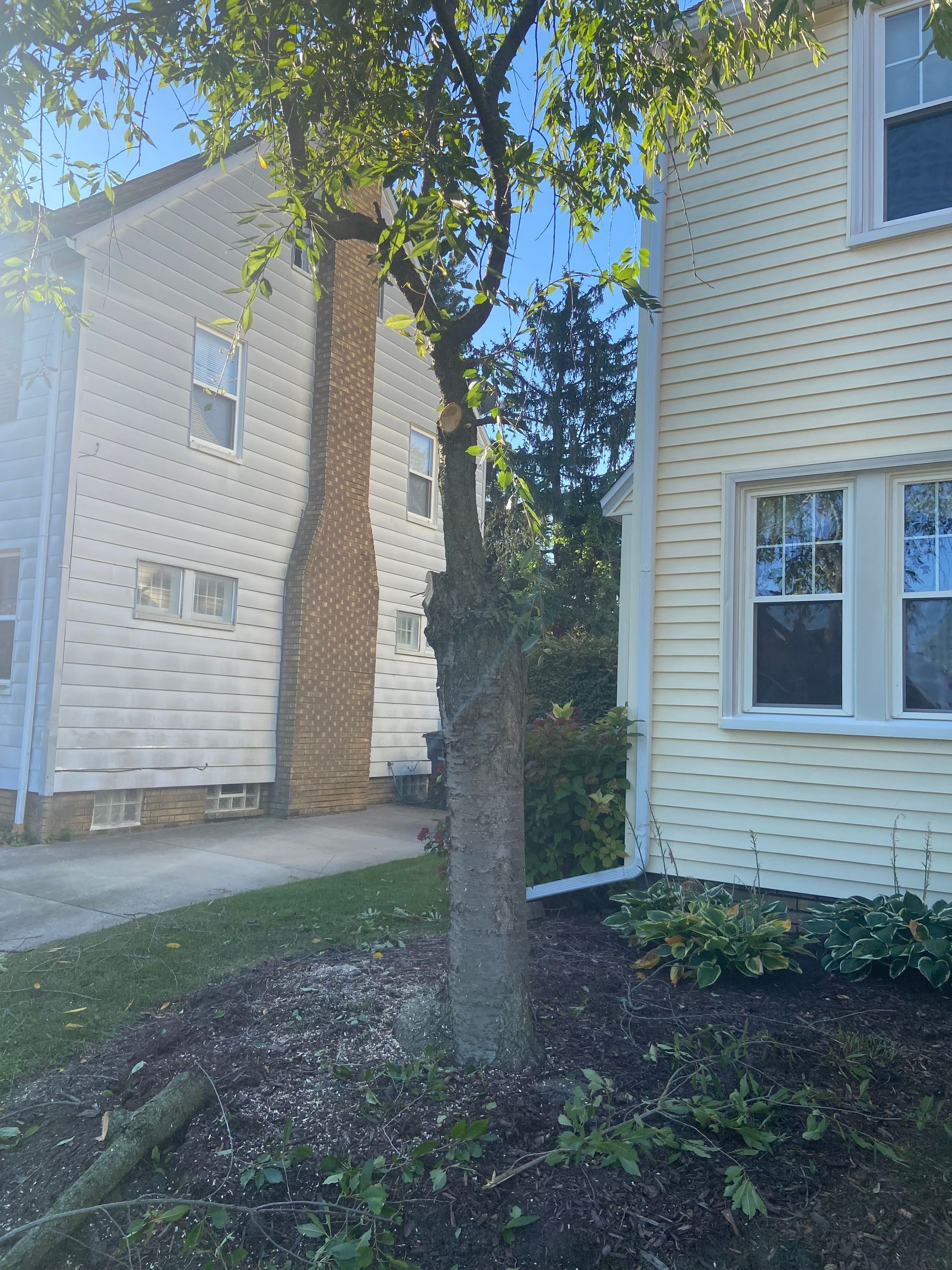 Tree in a small landscaped yard between two light-sided apartment buildings.