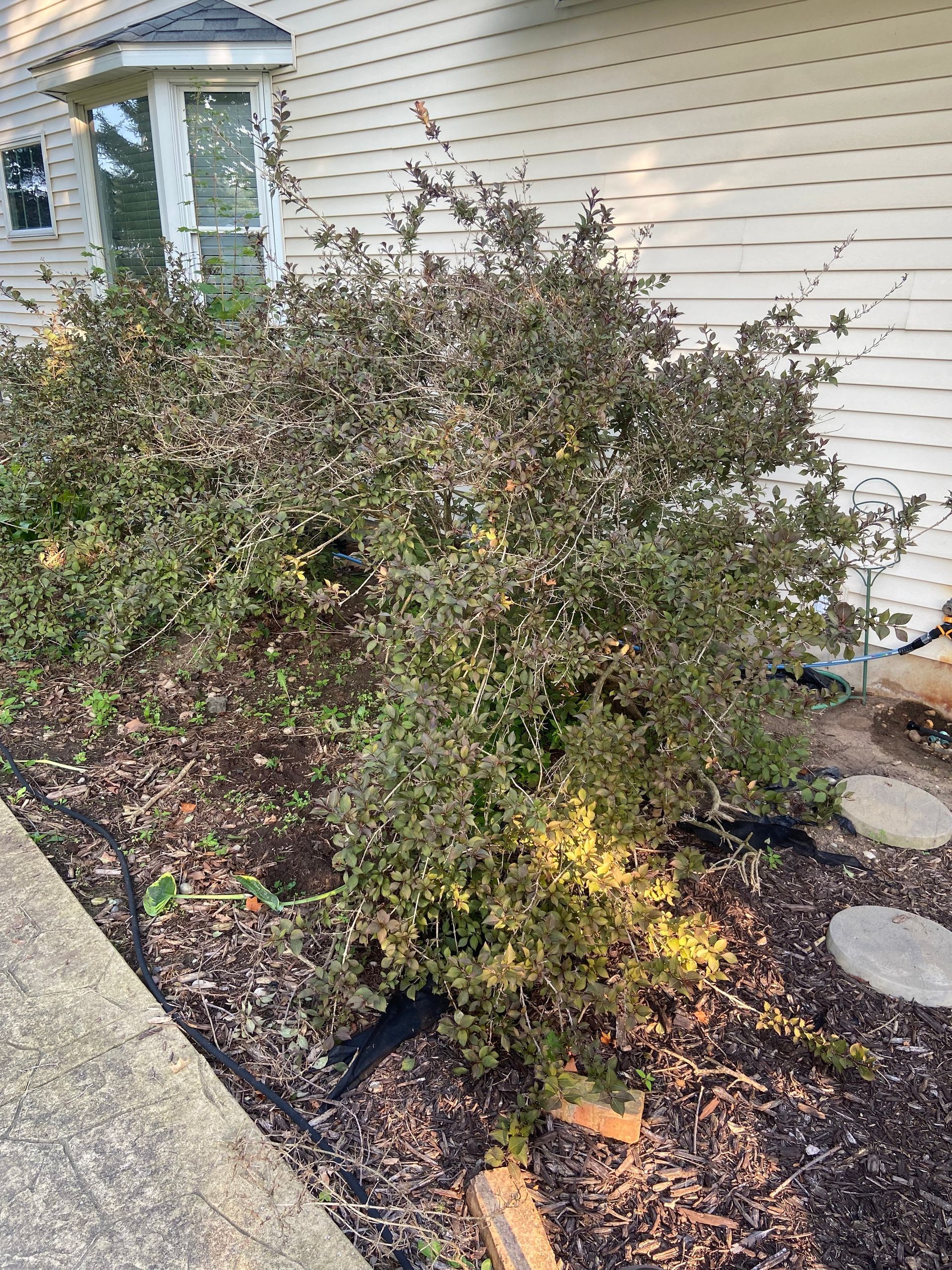 Shrub bed beside a house with white siding, concrete walkway, and stepping stones.