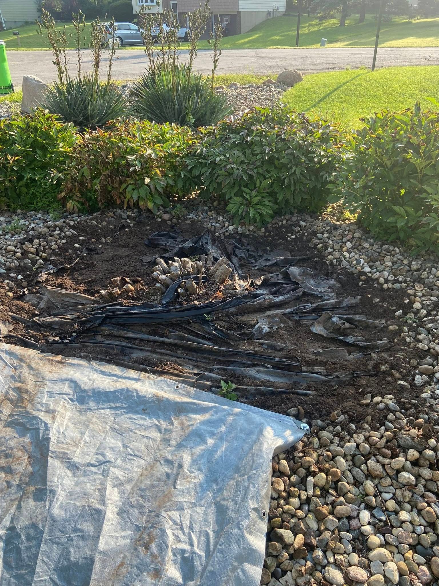 Garden bed with black plastic sheeting, mulch, and pebbles beside green shrubs in sunlight