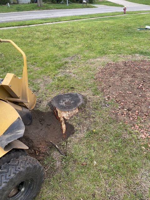 Cut tree stump beside a yellow skid steer on a grassy lawn near the curb