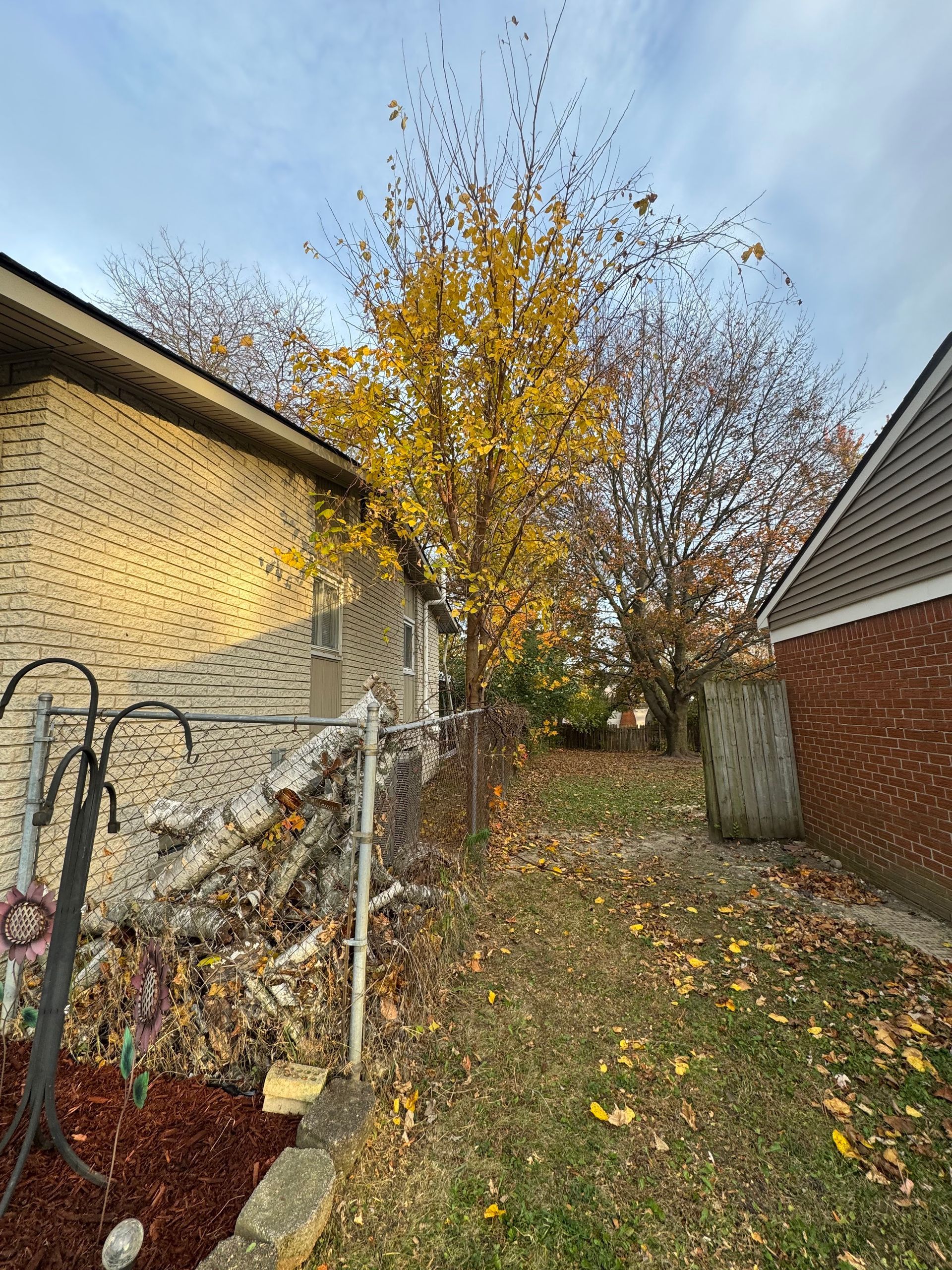 Narrow backyard path between houses with a golden autumn tree and fallen leaves.