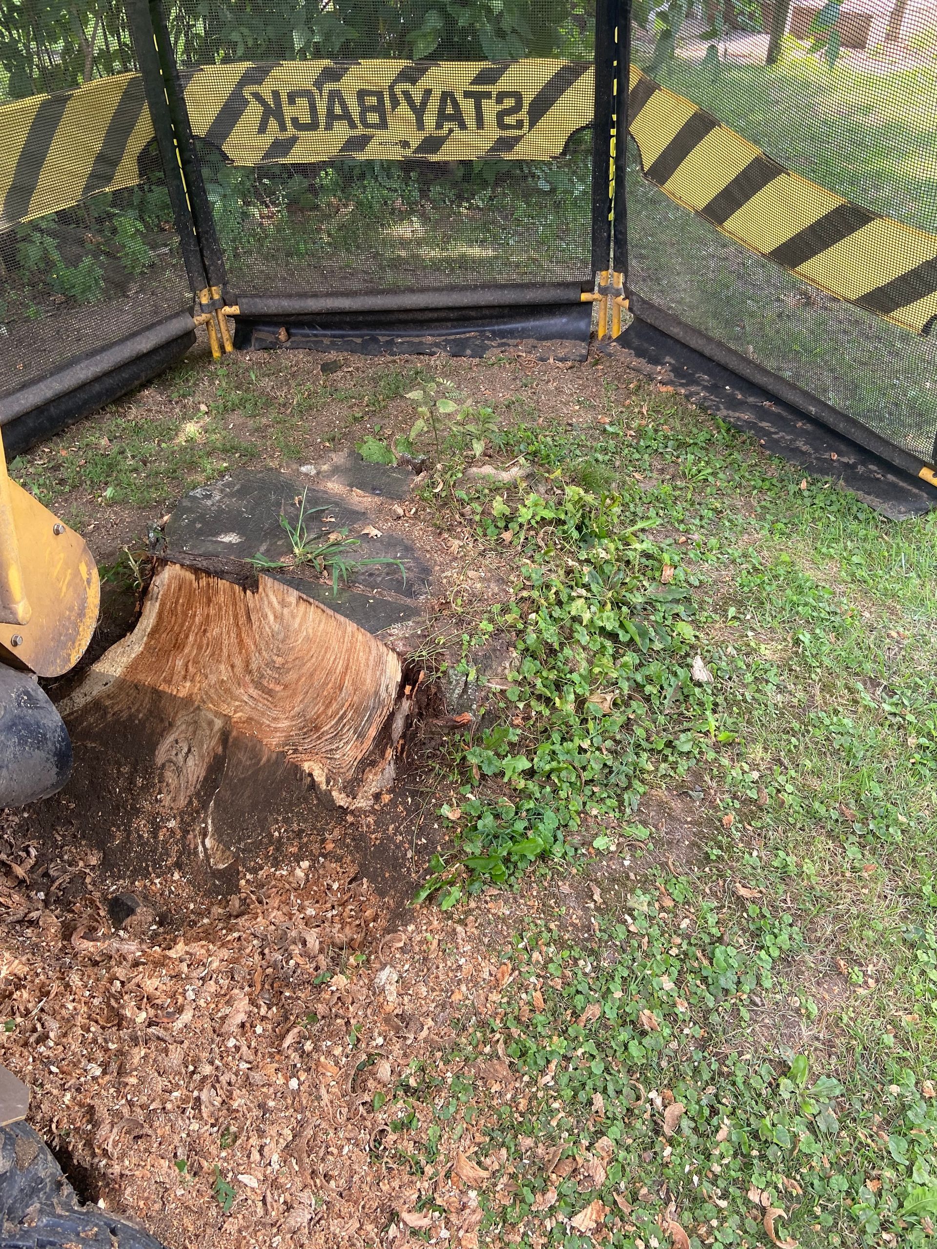 Enclosure with black mesh fencing, yellow-black caution stripes, and a muddy patch with rocks and grass