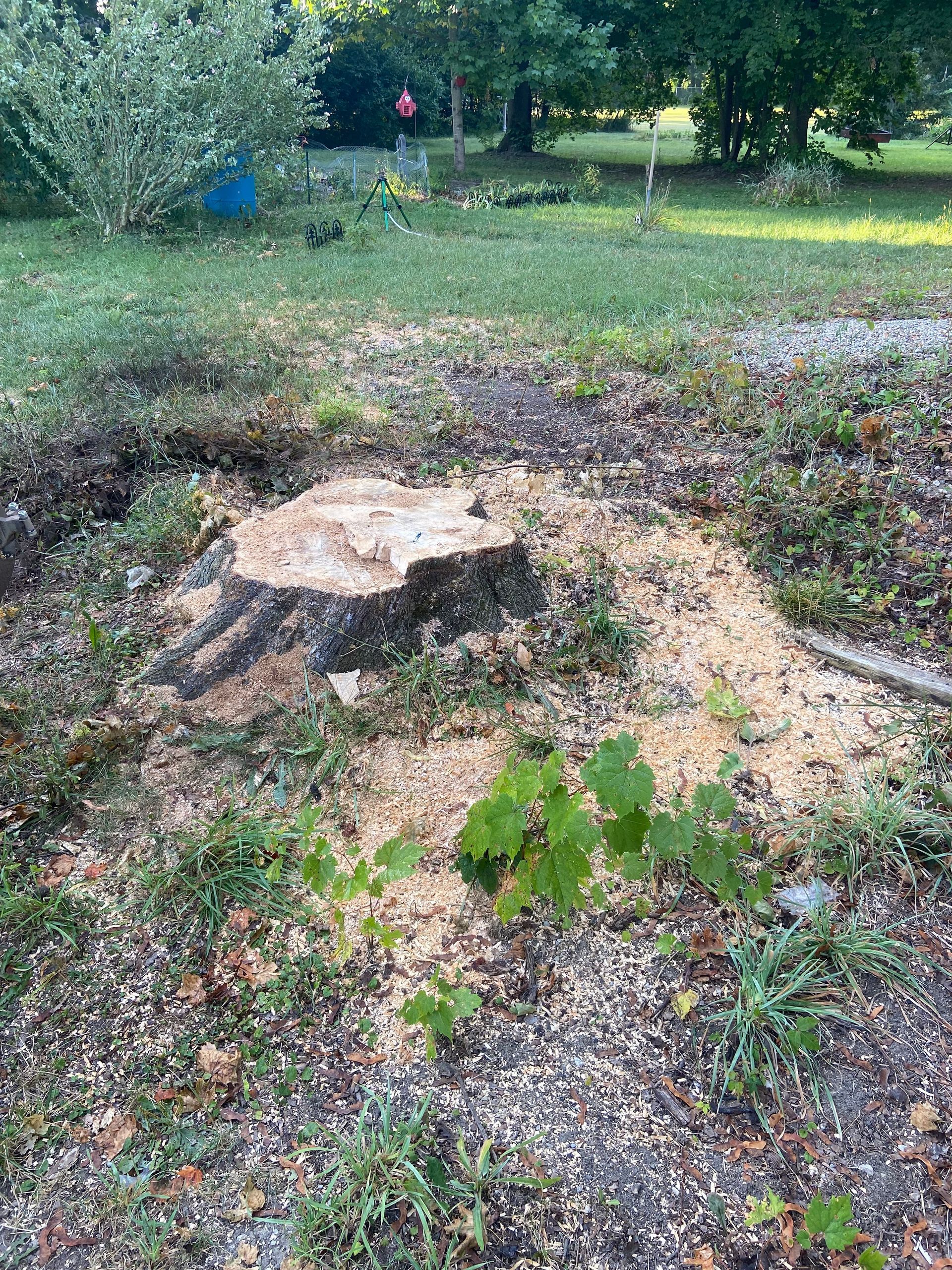 A freshly cut tree stump in a grassy yard, with scattered wood chips and leaves around it.