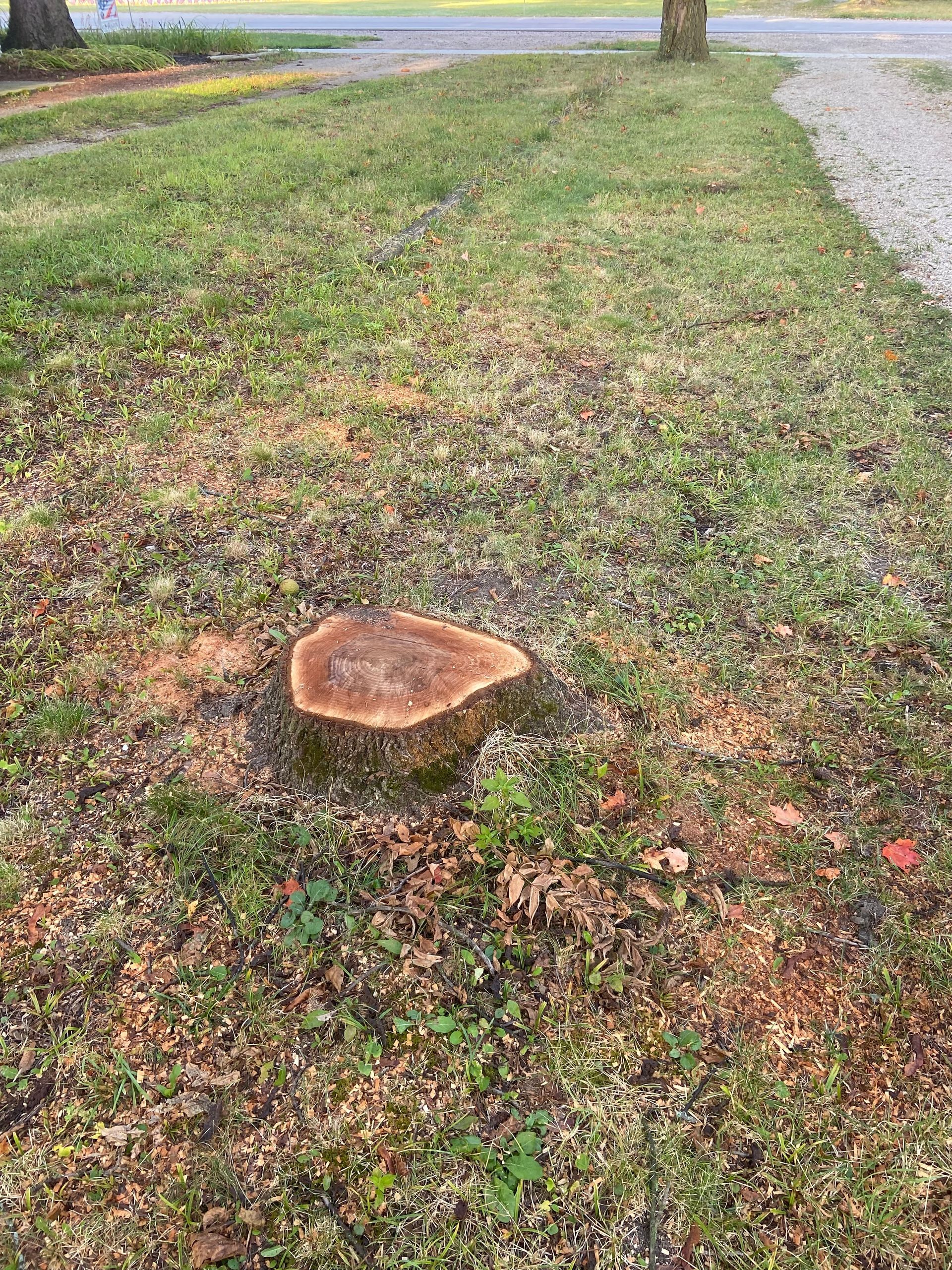 Tree stump in a grassy yard beside a gravel path