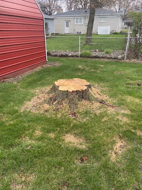 Cut tree stump in a grassy backyard beside a red shed and chain-link fence.