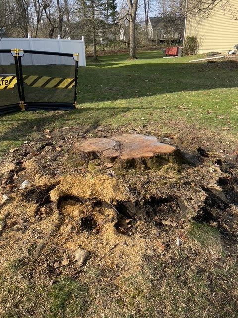 Large tree stump in a grassy yard with a dumpster on the left and a house in the background.