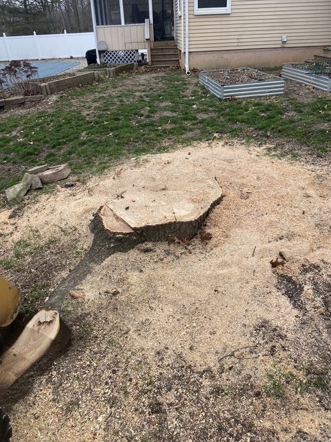 Large broken tree stump in a patchy backyard near a house, with cut metal panels and bare ground.