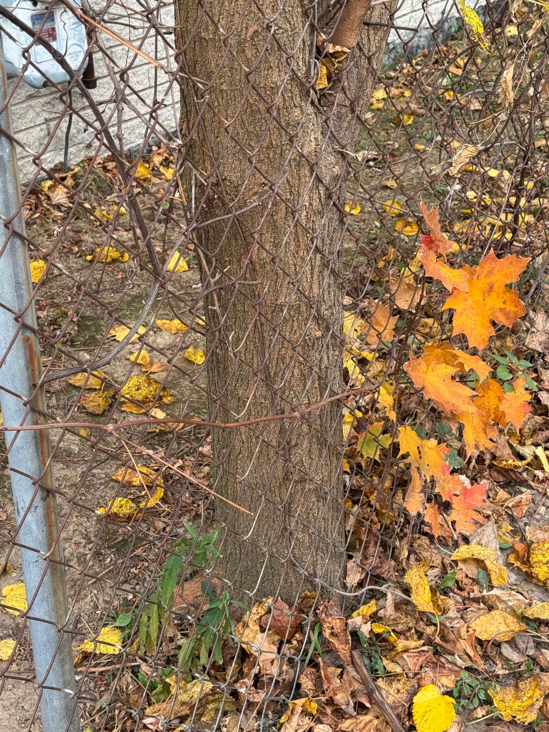 Tree trunk beside a sidewalk, surrounded by fallen autumn leaves and bare branches