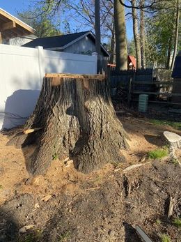 Large tree stump in a backyard beside a white fence and shed, with cut wood and bare soil around it.