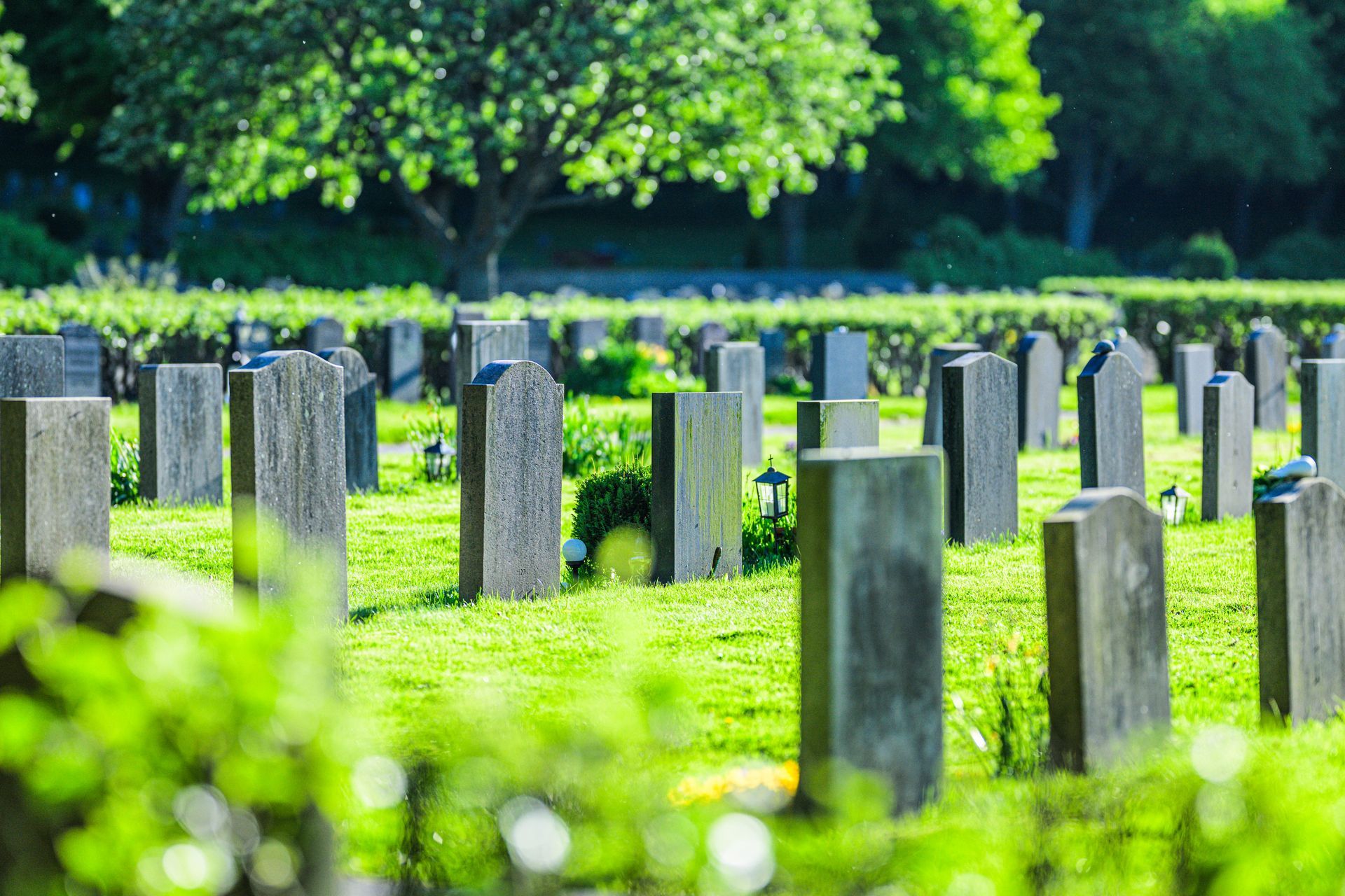 Rows of weathered gravestones in a green cemetery with trees in the background Rows of weathered gravestones in a green cemetery with trees in the background