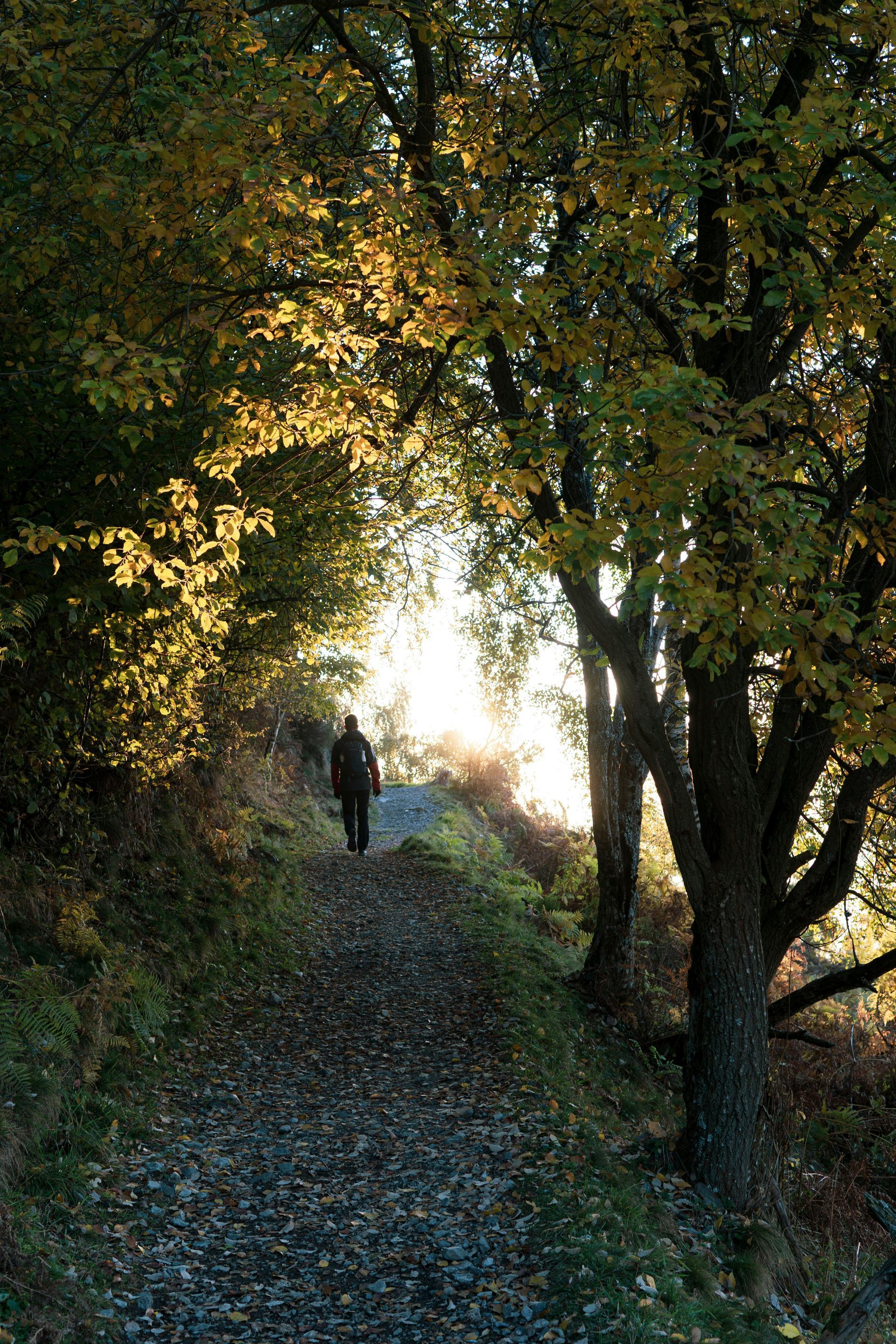 Eine Person geht auf einem sonnenbeschienenen Waldweg entlang, über dem sich die Bäume wölben.
