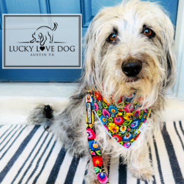 Lucky Love Dog