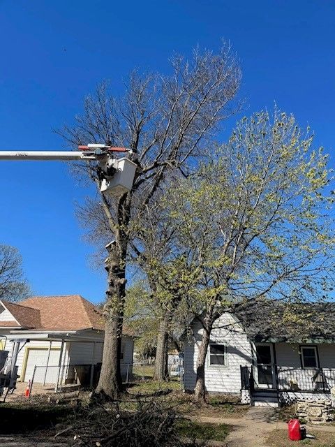 Preventative Pruning — Colwich, KS — A & M Tree Service & Stump Grinding