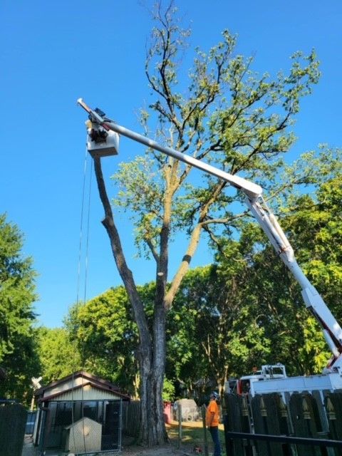 Dead or Dying Trees — Colwich, KS — A & M Tree Service & Stump Grinding