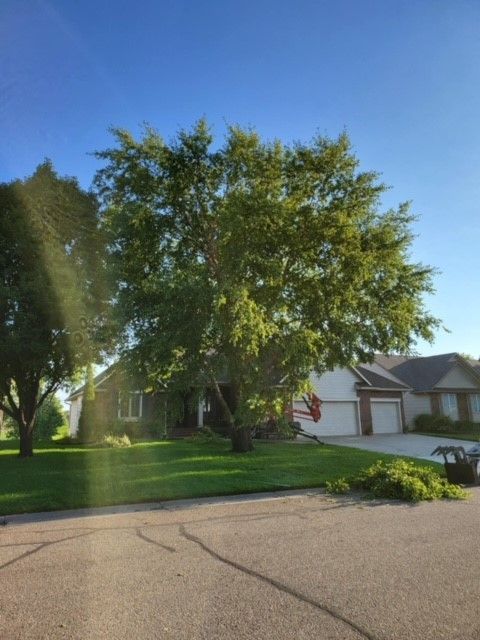 Healthier Trees — Colwich, KS — A & M Tree Service & Stump Grinding
