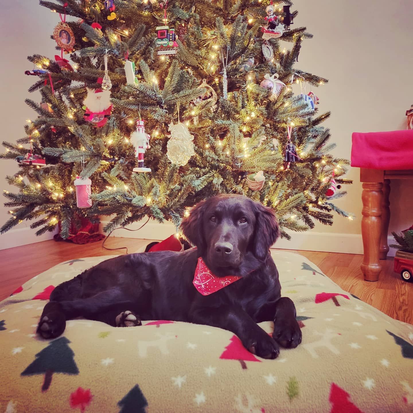 Dog Wearing Scarf — Winston-Salem, NC — A Dog's Purpose