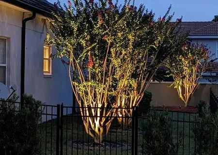 Trees illuminated by outdoor lighting in a fenced yard at dusk.