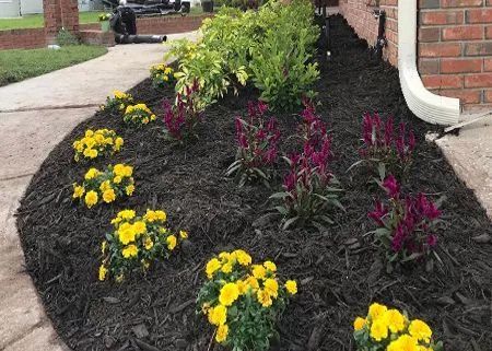 A flower bed with yellow and purple flowers, dark mulch, and green bushes next to a walkway and brick house.