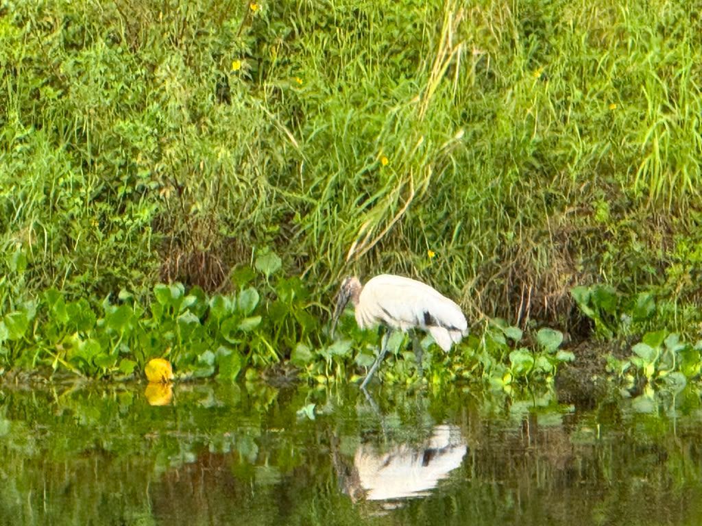 blue heron in weeds