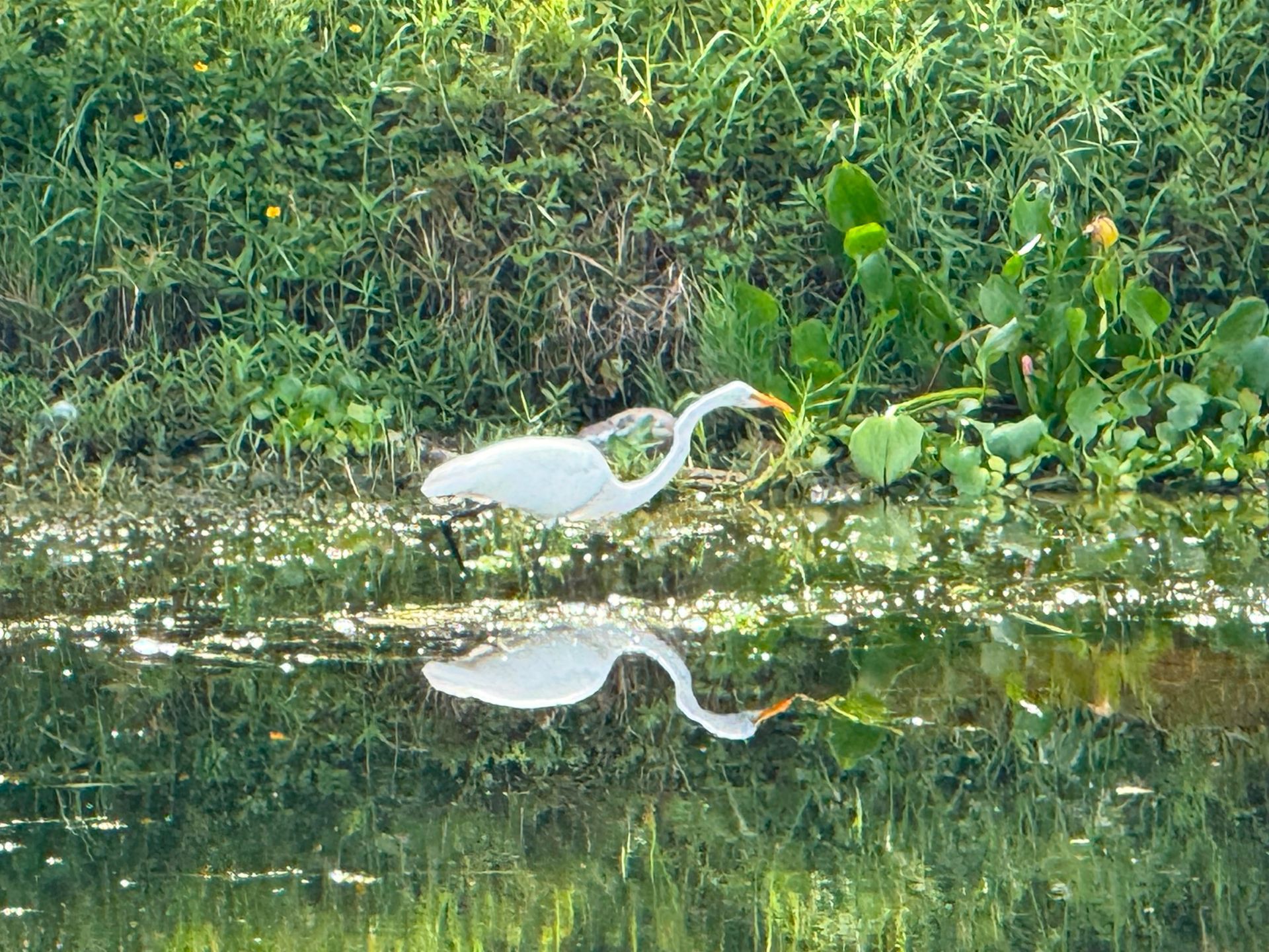 White crane