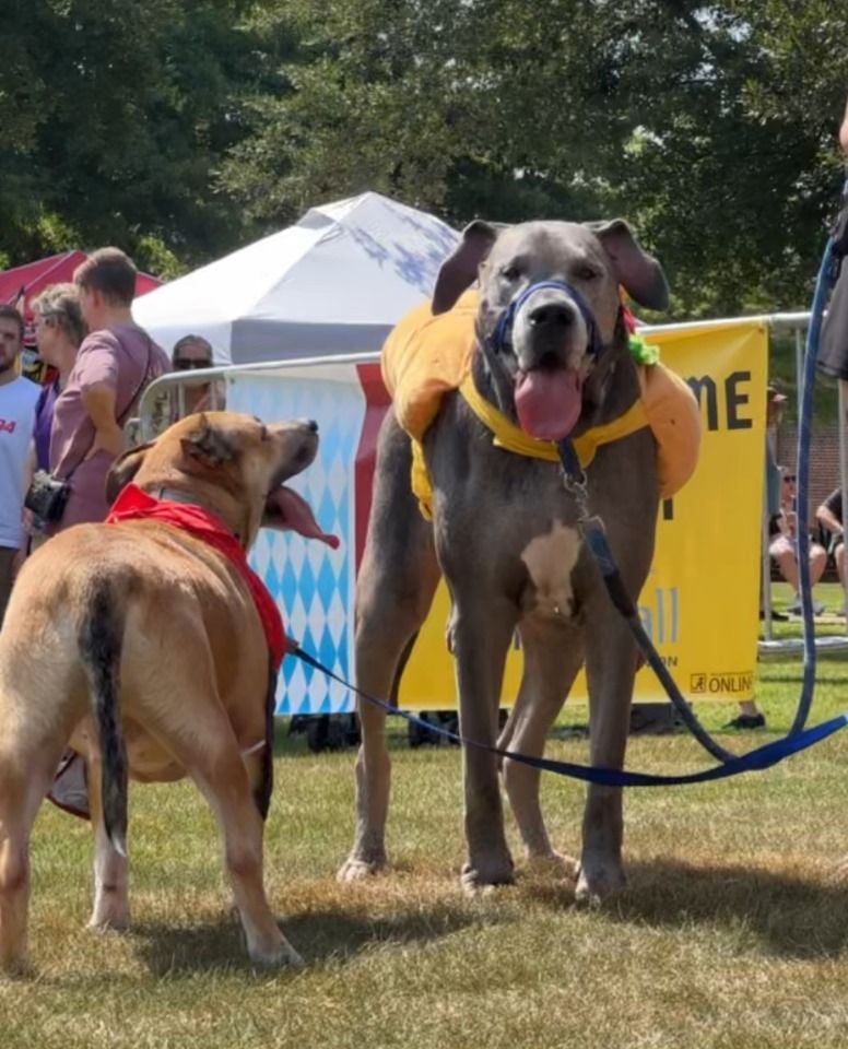 Two dogs on leashes at an outdoor event, one tan and one gray wearing yellow vests.