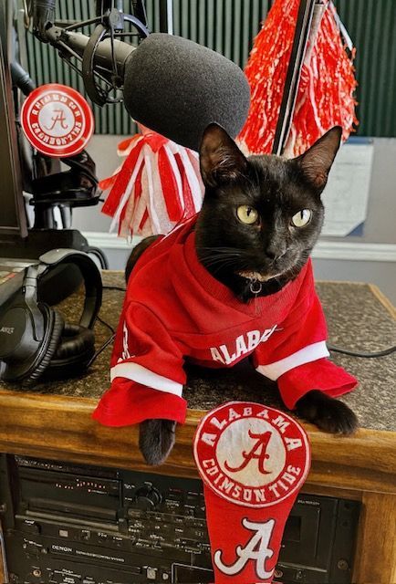 Black cat in a red Alabama jersey and pom-poms sitting on a bench with Alabama decor
