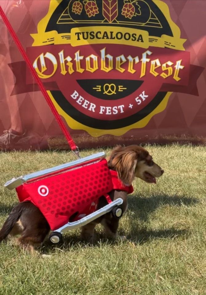Dog in a red wagon on grass in front of a Tuscaloosa Oktoberfest sign