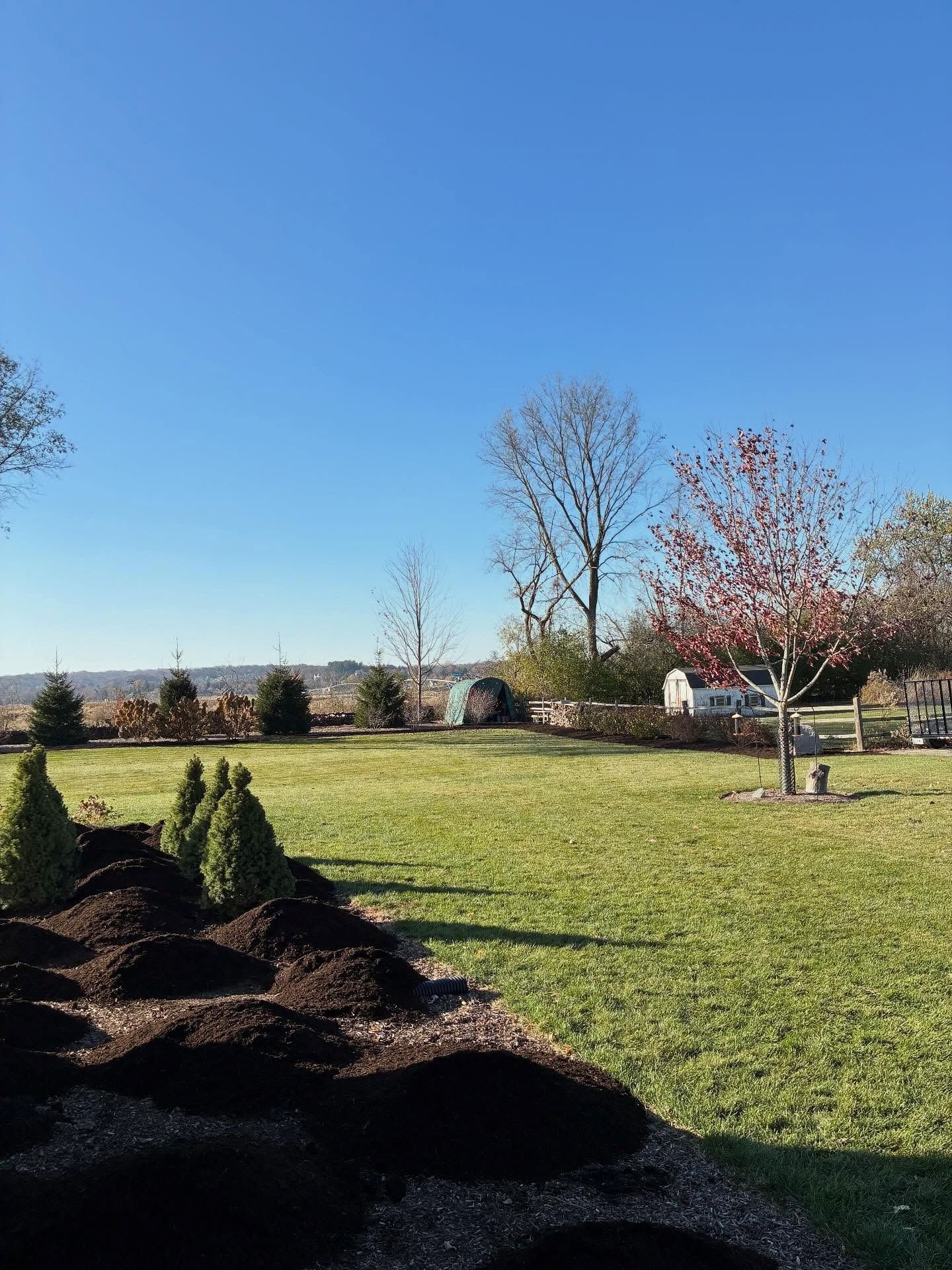 Sunny backyard garden with mulch piles, small evergreens, grass, and leafless trees under a blue sky