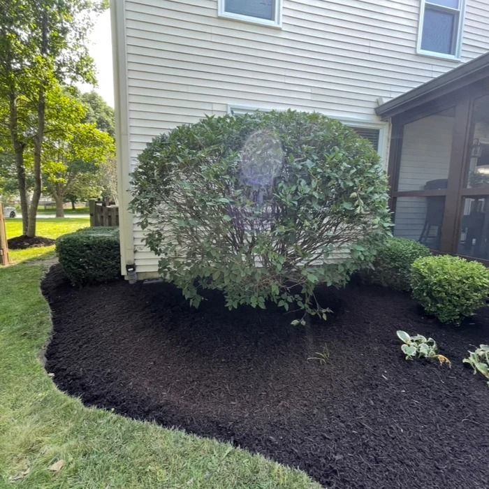 Front yard landscaping with dark mulch, rounded shrub, and beige house siding