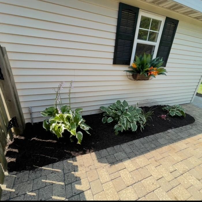 Freshly mulched foundation garden with hostas and flowering plants beside a white house with black shutters