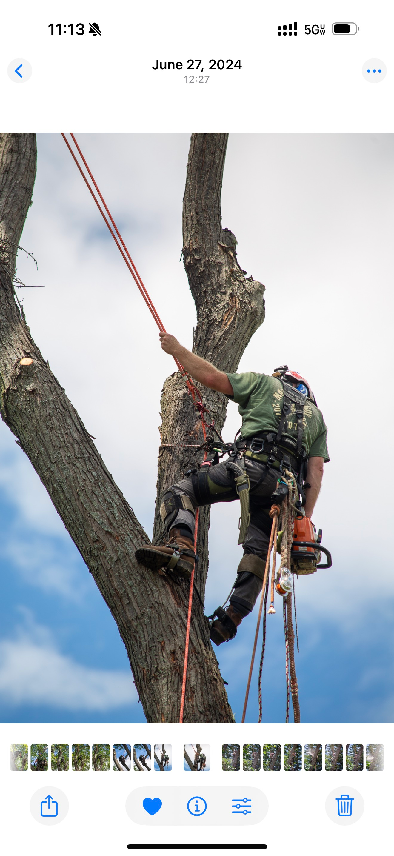 Arborist climbing tree, holding chainsaw. June 22, 2021.