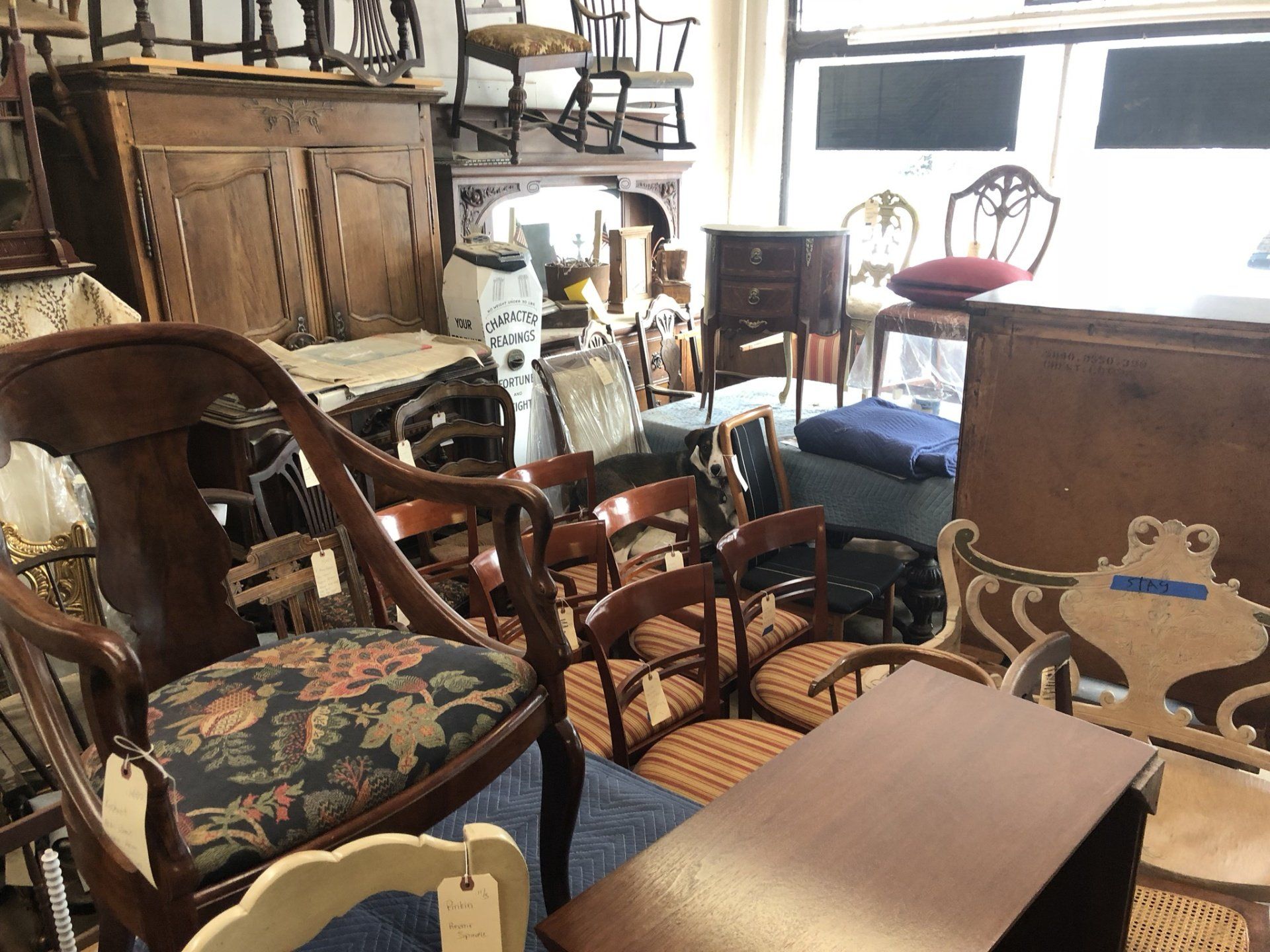 Crowded antique shop with assorted wooden chairs, tables, and furniture in a bright room