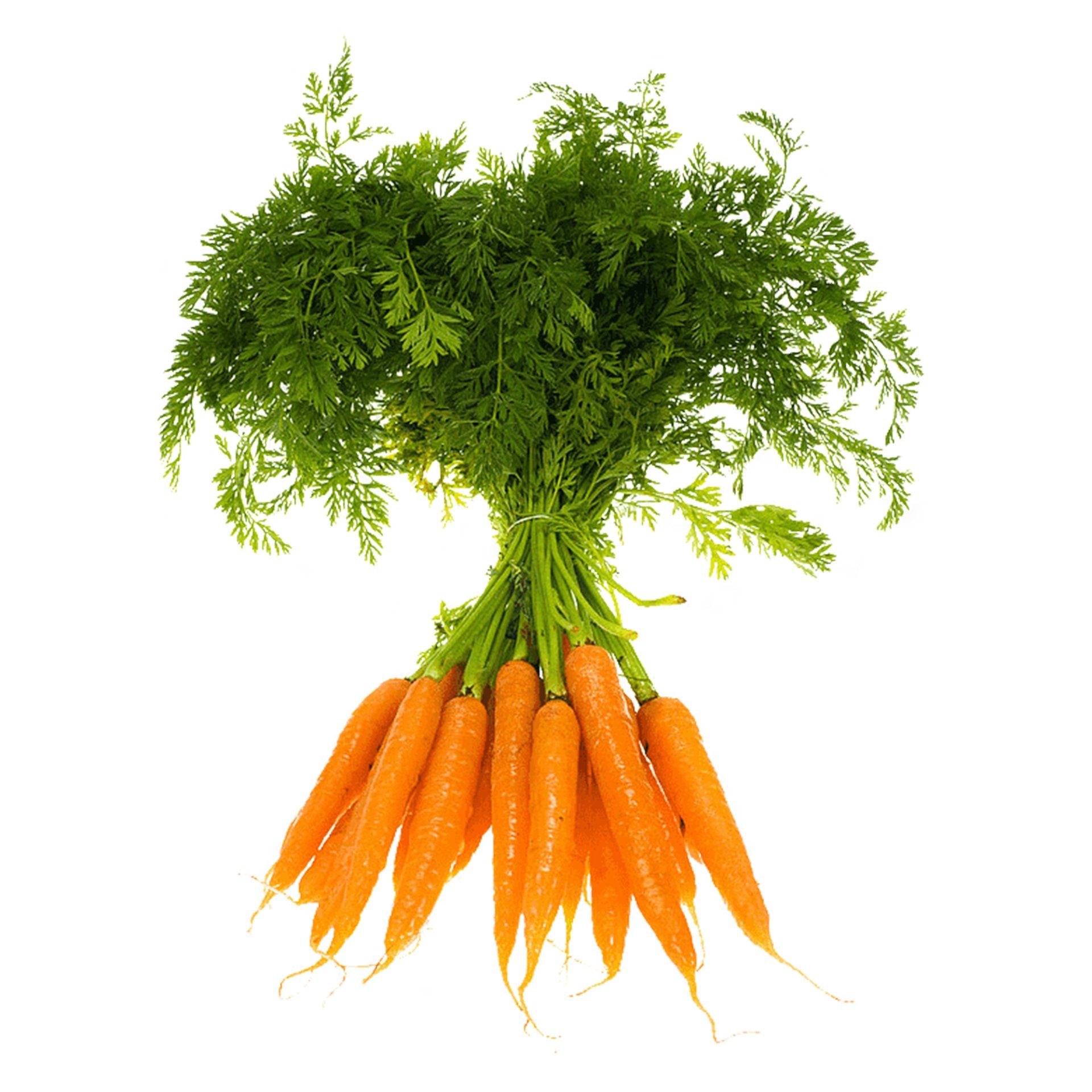 Bunch of fresh orange carrots with green leafy tops, tied together.