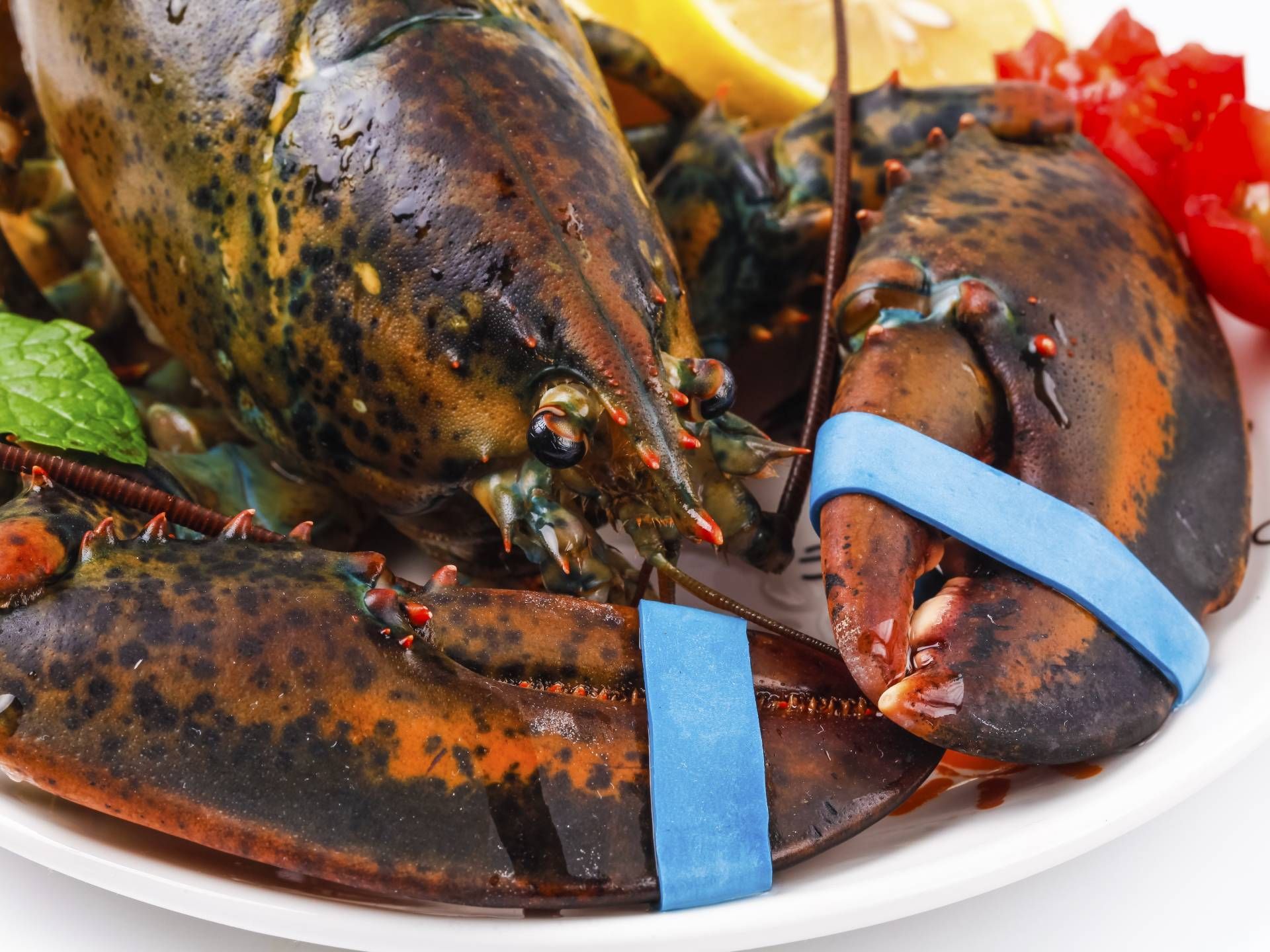 Close-up of a cooked lobster on a white plate with lemon and tomatoes. Claw banded.