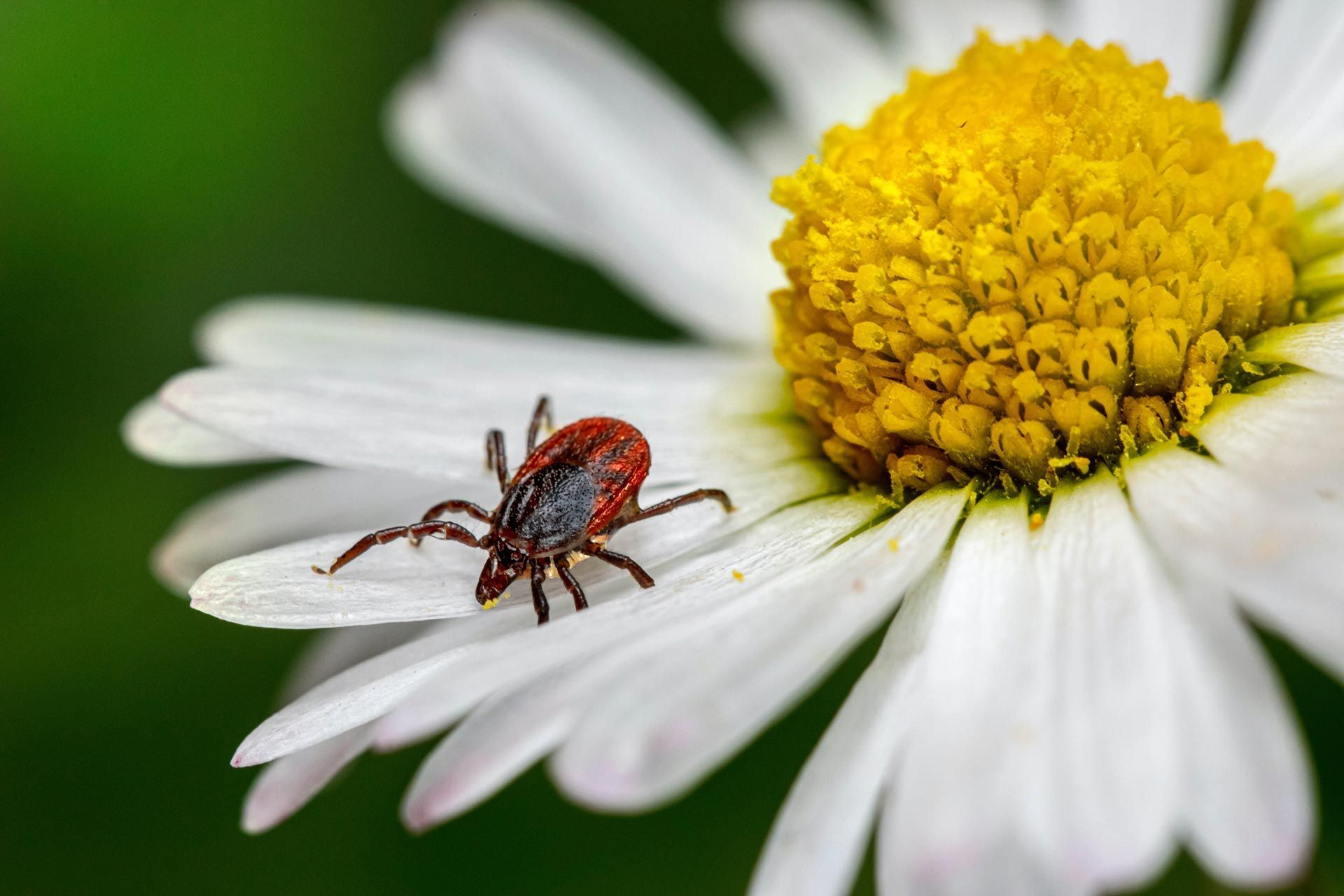 A tick is sitting on top of a white daisy flower.