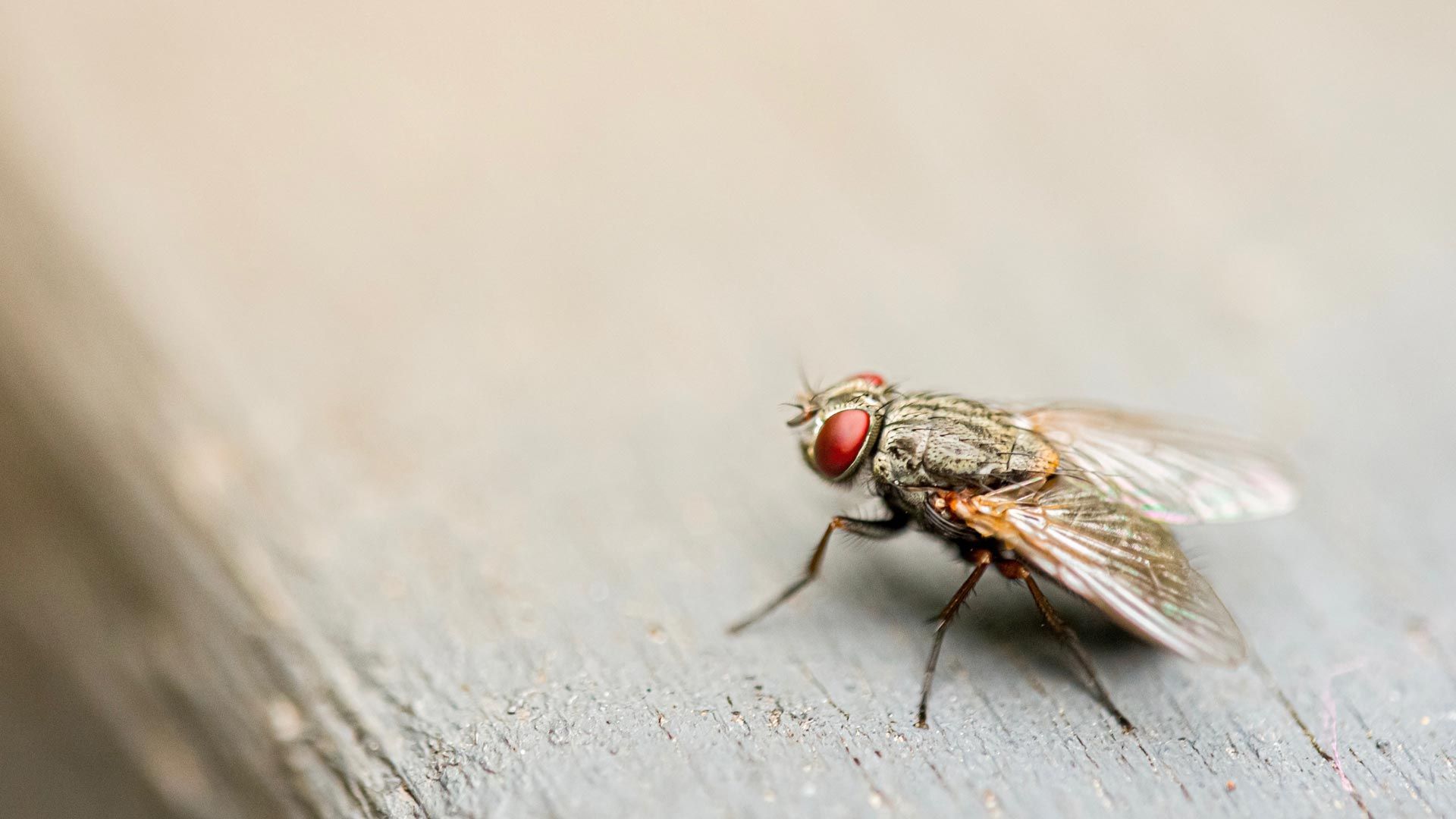 A close up of a fly on a wooden surface.