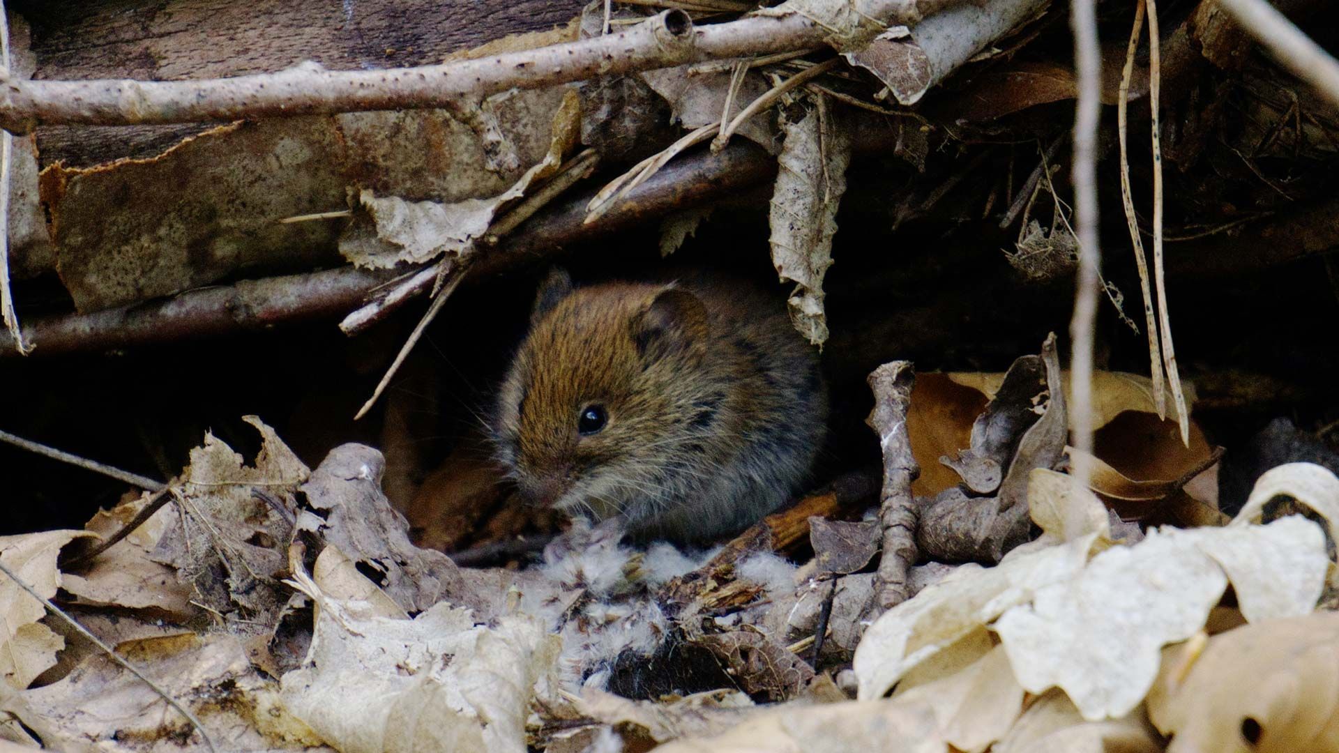 A small mouse is sitting under a pile of leaves