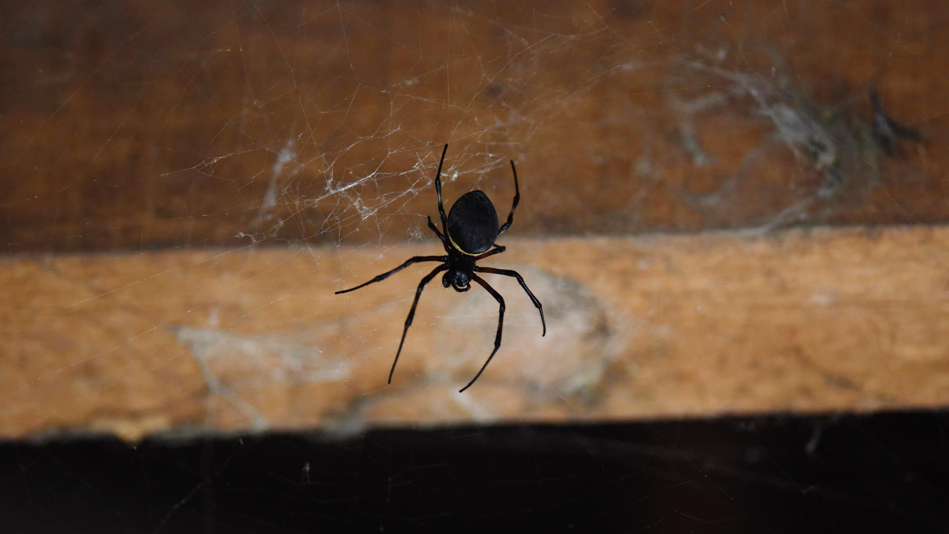 A black spider is sitting on a wooden surface.