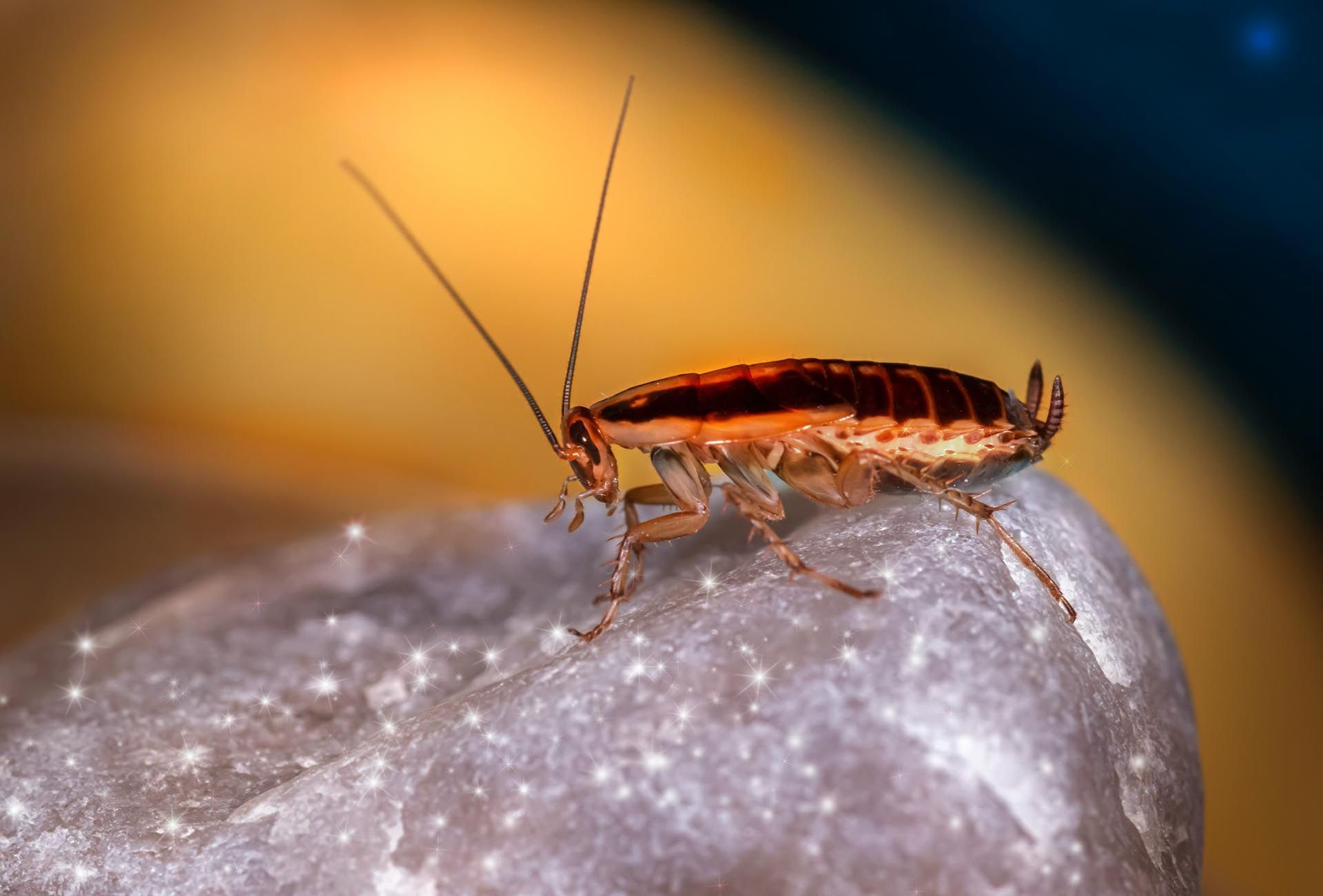A cockroach is sitting on top of a rock.