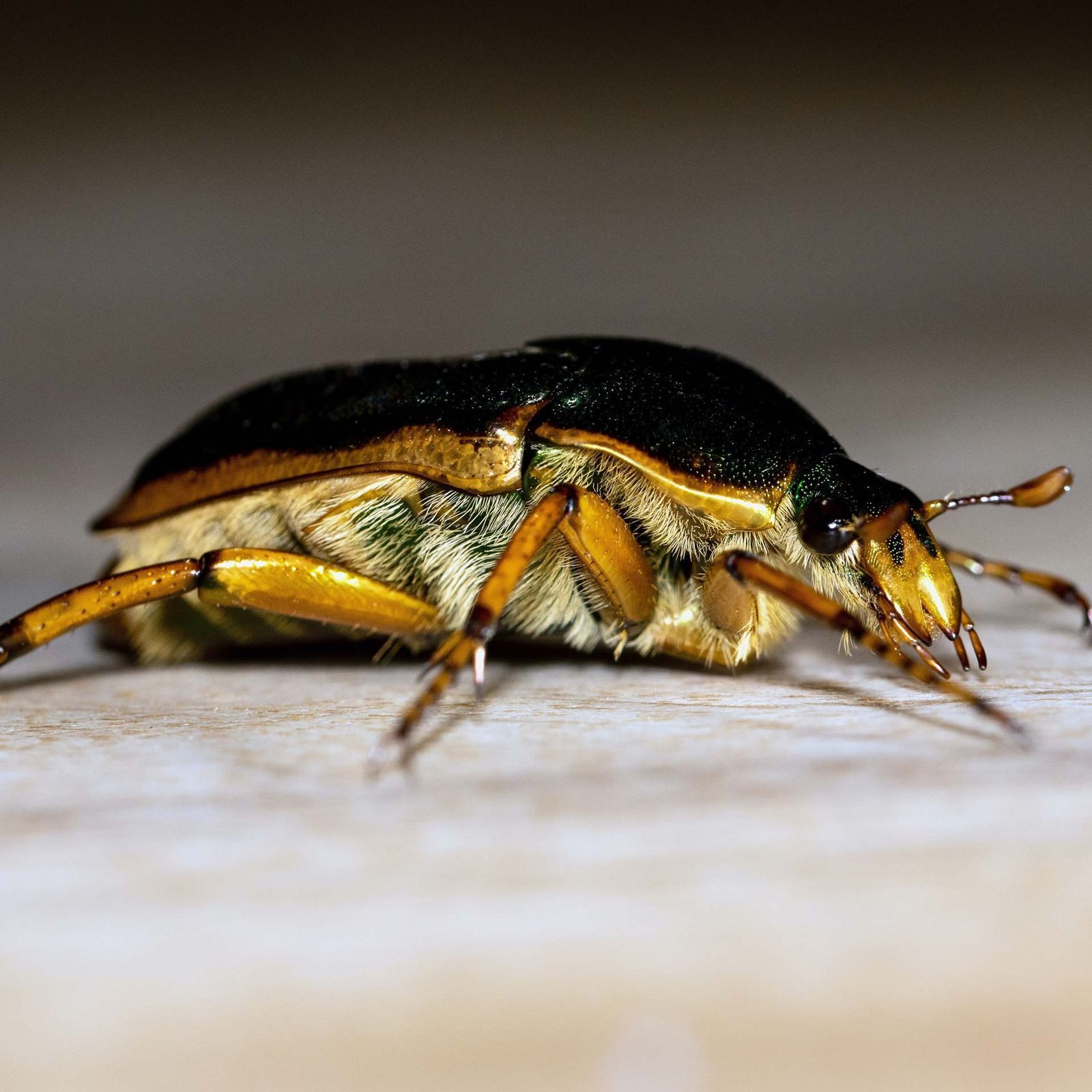 A close up of a black and yellow bug on a table